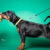 Doberman puppies for sale photo 23