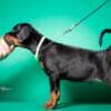 Doberman puppies for sale photo 24