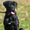 Cane Corso Female Puppy for sale photo 1