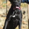 Cane Corso Female Puppy for sale photo 2
