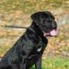 Cane Corso Female Puppy for sale photo 3