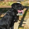Cane Corso Female Puppy for sale photo 4