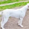 American Bulldog females for sale photo 1