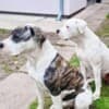 American Bulldog females for sale photo 2