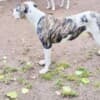 American Bulldog females for sale photo 3