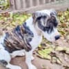 American Bulldog females for sale photo 4