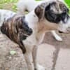 American Bulldog females for sale photo 6