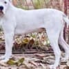 American Bulldog females for sale photo 7