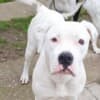 American Bulldog females for sale photo 8