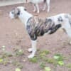 American Bulldog females for sale photo 9