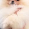 Pomeranian Spitz photo 1