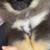 Pomeranian Spitz photo 5