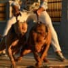 American Bully puppies photo 2