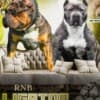 American Bully puppies photo 3