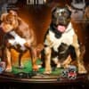 American Bully puppies photo 4