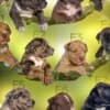 American Bully puppies photo 5