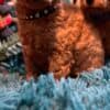 Toy Poodle puppies photo 1