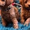 Toy Poodle puppies photo 2
