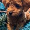 Toy Poodle puppies photo 3