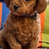 Toy Poodle puppies photo 5