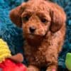 Toy Poodle puppies photo 6