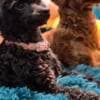 Toy Poodle puppies photo 8