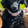 Toy Poodle puppies photo 9