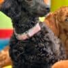 Toy Poodle puppies photo 10