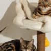 Bengal kittens for sale photo 1