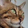 Bengal kittens for sale photo 5