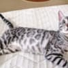 Bengal kittens for sale photo 6