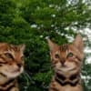 Bengal kittens for sale photo 9