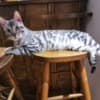 Bengal kittens for sale photo 10