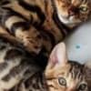 Bengal kittens for sale photo 11