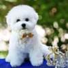 Bichon Frise male puppy photo 2