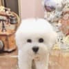 Bichon Frise male puppy photo 4