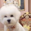 Bichon Frise male puppy photo 7