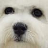 Bichon Frise male puppy photo 8