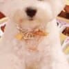 Bichon Frise male puppy photo 11