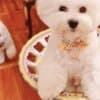Bichon Frise male puppy photo 12