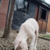 Dogo Argentino puppies photo 2