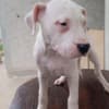 Dogo Argentino puppies photo 4