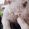 Dogo Argentino puppies photo 5