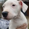 Dogo Argentino puppies photo 6