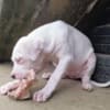 Dogo Argentino puppies photo 9