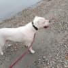 Dogo Argentino puppies photo 11