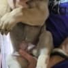 Bandog puppies for sale photo 1