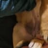 Bandog puppies for sale photo 2