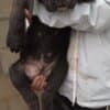 Bandog puppies for sale photo 3