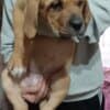 Bandog puppies for sale photo 4